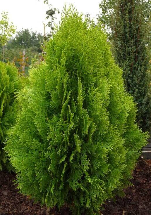 Blue Cone Arborvitae | Trees That Please